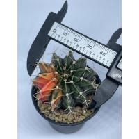 ราคา ยิมโนด่าง ไม้เพาะเมล็ด (12310767016)