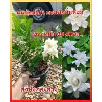 ราคา ต้นพุดซ้อน ดอกสีขาว มีกลิ่นหอม ส่งทั้งกระถาง ขนาดต้น 30-40 ซม. (25028463352)
