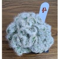 ราคา แมมบูมิไอ คริสตาต้า แคคตัส กระถาง 3 นิ้ว กระบองเพชร Mammillaria Baumii (7570152306)