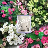 ราคา ลด 50% ใส่โค้ด INCLZ33 เมล็ดโป๊ยเซียนแคระ 10 เมล็ด ไม้มงคล เมล็ดโป๊ยเซียนแคระหลากสี โป๊ยเซียนแคระคละสี (11472270176)