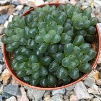 ราคา ฮาโวเทียหยดน้ำ haworthiacooperi กระถาง 4" (12516518320)