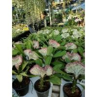 ราคา หยกนำโชค/หยกมณี/มหาลาภ ไม้มงคลส่งทั้งกระถาง (19858311438)