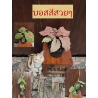 ราคา บอนสี,กรุงเดนมาร์ก,ช้างเผือกใบบัว,ออมชมพู,ทับทิมเล็กพันธุ์แท้ต้นใหญ่ในกระถางราคาถูก (13017712388)