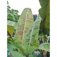 ราคา หน่อกล้วยด่าง กล้วยป่า (42006516922)