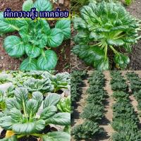 ราคา 500+ เมล็ด เมล็ดผักกวางตุ้ง แทตฉ่อย (ปลูกง่าย เป็นผักกวางตุ้งชนิดหนึ่ง รสชาติหวานกรอบเหมือนกวางตุ้งทุกอย่าง เป็นกอ) (40561772094)