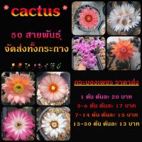 ราคา แคคตัส หลากหลายสายพันธ์ุ ต้นกระบองเพชร ต้นแคคตัส (แคคตัส กระบองเพชร) (23684482918)