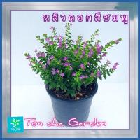 ราคา ต้นหลิวไต้หวัน (Elfin Herb) หลิวไทเป ดอกสีม่วง กระถาง 6 นิ้ว (22982114642)