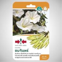 ราคา เมล็ดพันธุ์ ดอกพระจันทร์ ชมจันทร์ ศรแดง ผักซอง (1301980205)