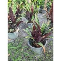 ราคา คล้ากาเหว่าลาย ต้นไม้ล้มลุกอายุหลายปี เจริญเป็นกอ (24313510264)