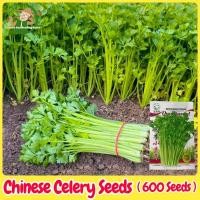 ราคา เมล็ดพันธุ์ ขึ้นฉ่าย บรรจุ 600 เมล็ด Chinese Celery Vegetable Seeds เมล็ดพันธุ์พืช เมล็ดบอนสี ผักสวนครัว เมล็ดพันธุ์ผัก (27083948070)