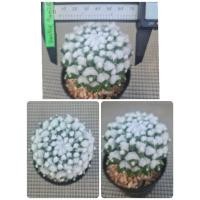 ราคา Eruzamu cactus อิรุซามุ (15838132685)