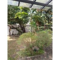 ราคา ต้นพันธุ์ หมากนวล หมากอินเดีย มะลิลาปาล์ม ถุงดำพร้อมปลูก 39 บาท (23989664474)