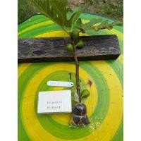 ราคา กิ่งตอน มะเดื่อฝรั่ง Breva (26364579869)