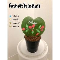 ราคา ต้นโฮย่าหัวใจ(เพ้นท์) (9613839270)