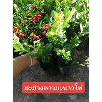 ราคา ต้นมะม่วงหาวมะนาวโห่ซื้อ 1 แถม 1 ส่งเองจากสวน (18494713460)