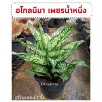 ราคา อโกลนีมา เพชรน้ำหนึ่ง (Aglaonema sp. 'Phetnamnueng) ต้นไม้มงคล ส่งในกระถาง 6'' (20645126694)