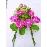 ราคา ดอกบัว บัว ดอกบัวชมพู บัวชมพู ชุดดอกบัวชมพู ชุดดอกบัวชมพูใหญ่ (4427149805)