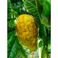 ราคา เมล็ดพันธุ์ มะนาวควาย หมากเหว่อ มะงั่ว ส้มมะงั่ว ซองละ 5 เมล็ด 29 บาท หมากกินเกิ้ม ต้นหมากเว่อ มะนาวยักษ์ ต้นมะงั่ว (25990928464)