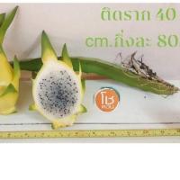 ราคา โชตวัน กิ่งพันธุ์แก้วมังกรเหลืองอิสราเอล แบบมีราก (2761934684)