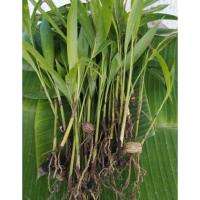 ราคา ต้นกล้าหมากเหลือง ต้นไม้มงคล ขายเป็นต้นไม่ใส่ถุง (3660516802)