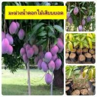 ราคา ต้นพันธุ์มะม่วงน้ำดอกไม้สีม่วง เสียบยอด มีรากแก้ว โตไว ต้นแข็งแรง พร้อมปลูก (7948301429)