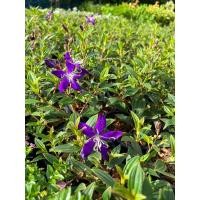 ราคา ต้นม่วงมงคลเป็นไม้มงคลดอกสีม่วง (23781532970)