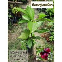 ราคา ต้นชมพู่มะเหมี่ยว ชมพู่มะเหมี่ยว (26638096926)