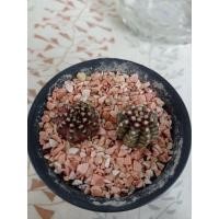 ราคา ยิมโนT-Rex2ต้นขนาด2cm.ไม้เมล็ด (23482647056)