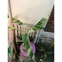 ราคา กล้วยฟลอริด้าด่าง​ กล้วยด่าง​ กล้วยญาญ่า (9361474568)