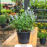 ราคา T479 เวโรนิก้า (Veronica) กระถาง 8 นิ้ว ไม้ปลูกประดับสวน สูง 20-30 เซน (40956423396)