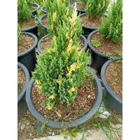 ราคา (1ต้น)(ขาย ต้นพันธุ์) ต้น ต้นสนแซมทอง สนแซมทอง สนแซม ทอง สน ต้นสนแซม ต้นสน fadel (13321128608)