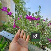 ราคา พร้อมส่ง! ตรงปกไซส์ใหญ่! ต้นนีออนใบเงินแท้ 100% ดอกสีม่วงสวย ใบเงินดูแลง่าย ทนแดด (29781947905)