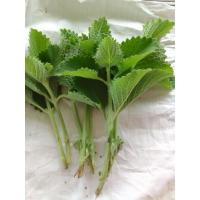 ราคา ต้นหูเสือ ใบหูเสือ ตัดกิ่งสด10กิ่ง (42850491679)