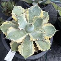 ราคา อากาเว่ Agave isthmensis 'Kabutogani' marginata variegated (43302301580)