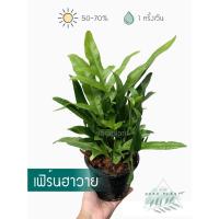 ราคา ต้นเฟิร์นฮาวาย (กระถาง 6") (5832325417)