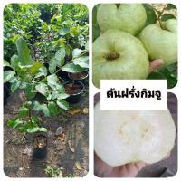ราคา ต้นฝรั่งกิมจู ฝรั่งกิมจู (กิ่งตอน) (25445408571)