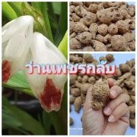 ราคา ต้นว่านเพชรกลับ สมุนไพรไทย ว่านมงคล จัดส่งในกระถาง5.5นิ้ว (25026042599)