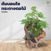 ราคา ต้นบอนไซ บอนไซจิ่ว บอนไซนำโชค ต้นไม้แต่งบ้าน ต้นไม้จิ๋ว พร้อมกระถางตอไม้ (1767458740)