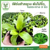 ราคา [ต้นไม้จิ๋ว] ต้นเฟิร์นข้าหลวง พร้อมกระถางฟรี ขนาด3นิ้ว ไม้มงคล ต้นสูง 5-7 ซม.วางบนโต๊ะทำงานได้ วางในบ้านได้ (3241006543)