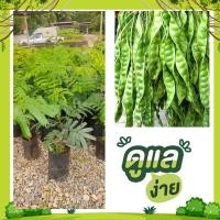 ราคา ต้นสะตอข้าว ติดตา .เจ้าแรกSHOPPEE.เลือกได้ 3 สายพันธุ์ (2582118240)