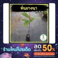 ราคา ต้นยางนา กล้ายางนา เพาะเมล็ด สูงประมาณ 20-30ซม. ต้นเสียหายรับเคลมให้จ้า (20222374046)