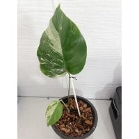 ราคา monstera albo มอนสเตอร่าด่าง ด่างสวย (8770247952)