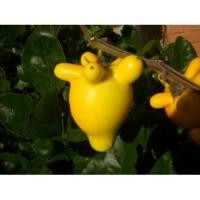 ราคา เมล็ดพันธุ์มะเขือการ์ตูน มะเขือมิกกี้เม้าส์ มะเขือนมแพะ ปลูกเพื่อความสวยงาม จัดซุ้มดอกไม้ จัดแต่งแจกัน 40เม็ด 25 บาท (3384346871)