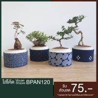 ราคา กระถาง กระถางปูน กระถางบอนไซ กระถางต้นไม้ กระถางญี่ปุ่น ผ้าคาดสไตล์ญี่ปุ่น A (12712401697)