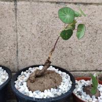 ราคา บัวบกโขด บัวบกป่า Stephania Erecta เป็นไม้มงคล คละไซส์ 1-4 หัว/ชุด ขึ้นอยู่ที่ลูกค้าเลือก (3340497843)