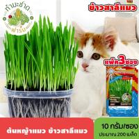ราคา [แพ็ค 3 ซอง] 3A เมล็ดพันธุ์ ต้นหญ้าแมว ข้าวสาลีแมว ขนาดซองละ10กรัม ประมาณ200เมล็ด/ซอง WHEAT ต้นอ่อนข้าวสาลี เมล็ดพันธุ์ (6243274732)