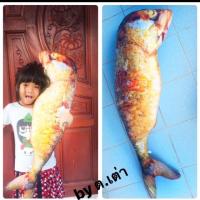 ราคา หมอนปลาทู (268999944)