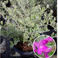 ราคา ต้นนีออน ไม้ประดับพุ่มประดับสวยงาม กระถาง 10นิ้ว (1ต้น/แพ็ค) (5649396846)