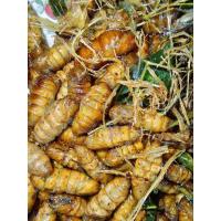 ราคา ดักแด้ หนอนไหม​ แช่แข็ง​ บรรจุ​ 1​ ก.ก.​ สดๆใหม่​ อร่อย​ สะอาด​ ️ ถูกหลักอนามัย​ (24102491917)