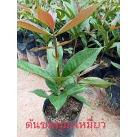 ราคา ต้นชมพู่มะเหมี่ยวสูงประมาณ 40 เซนติเมตร (10931645508)